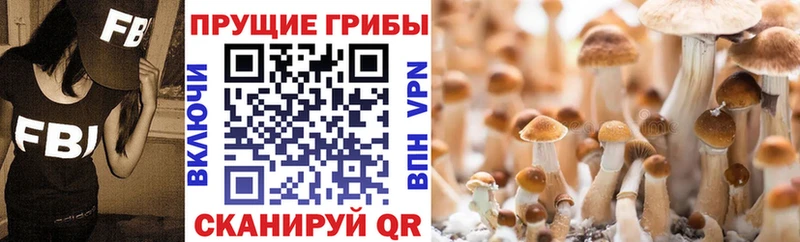 Псилоцибиновые грибы Magic Shrooms  Дубна 